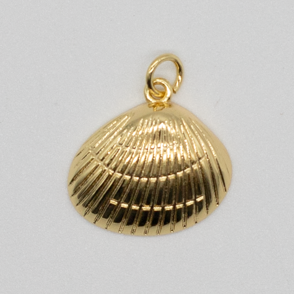 Cowrie Shell