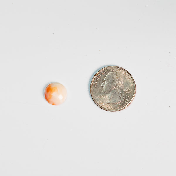 Conch Shell - 06